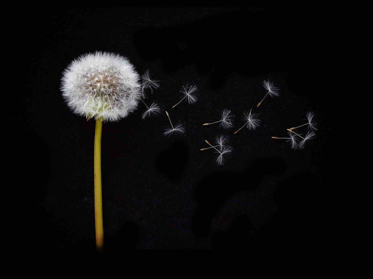 Blowing Dandelion Print - A2 16.5 x 23.4 inches