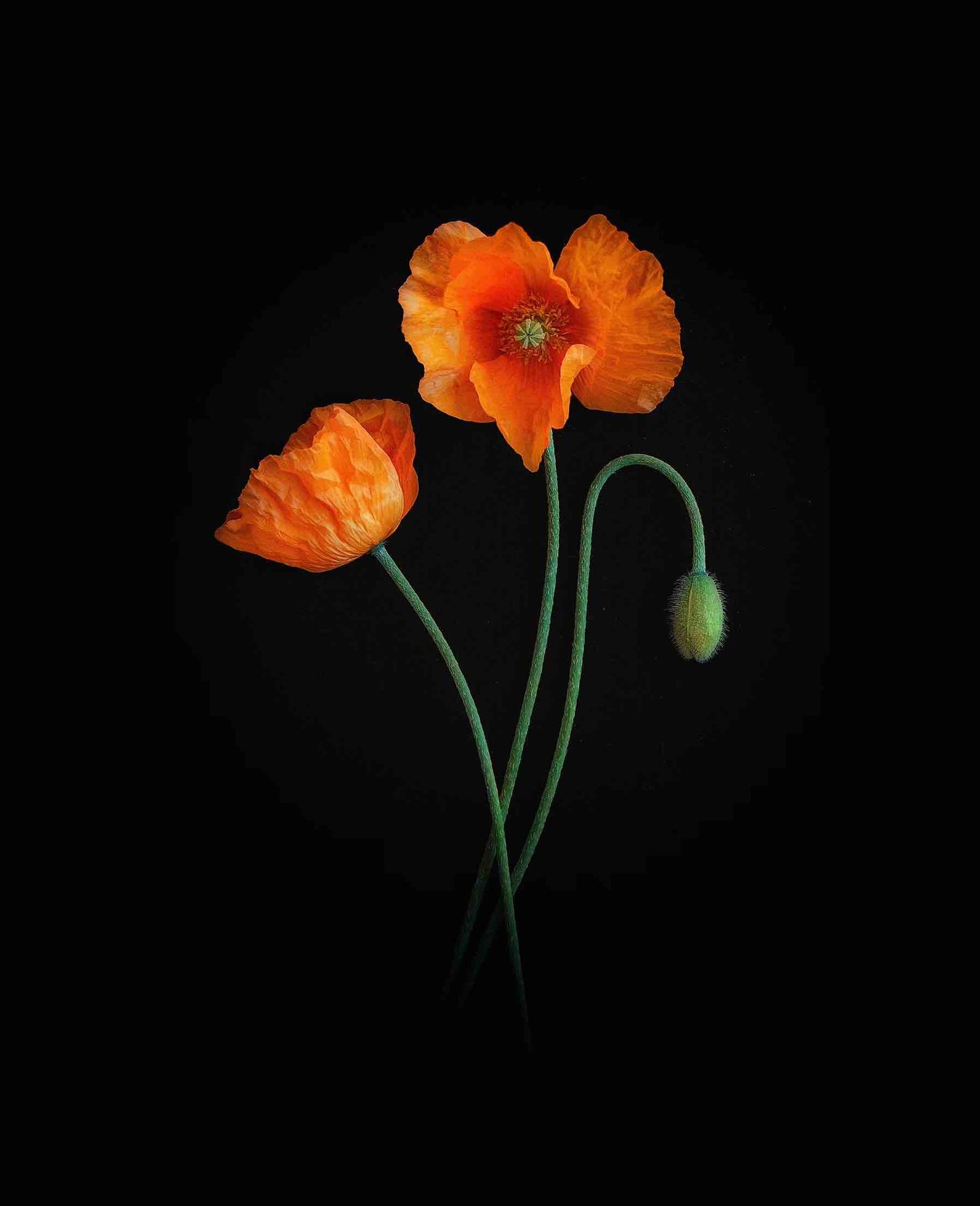 Orange Poppy Print - A4 8.3 x 11.7 inches