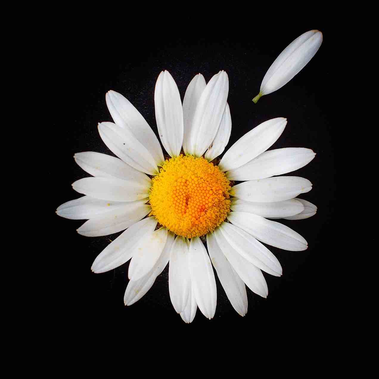 Daisy Love Print - square 300mm x 300mm