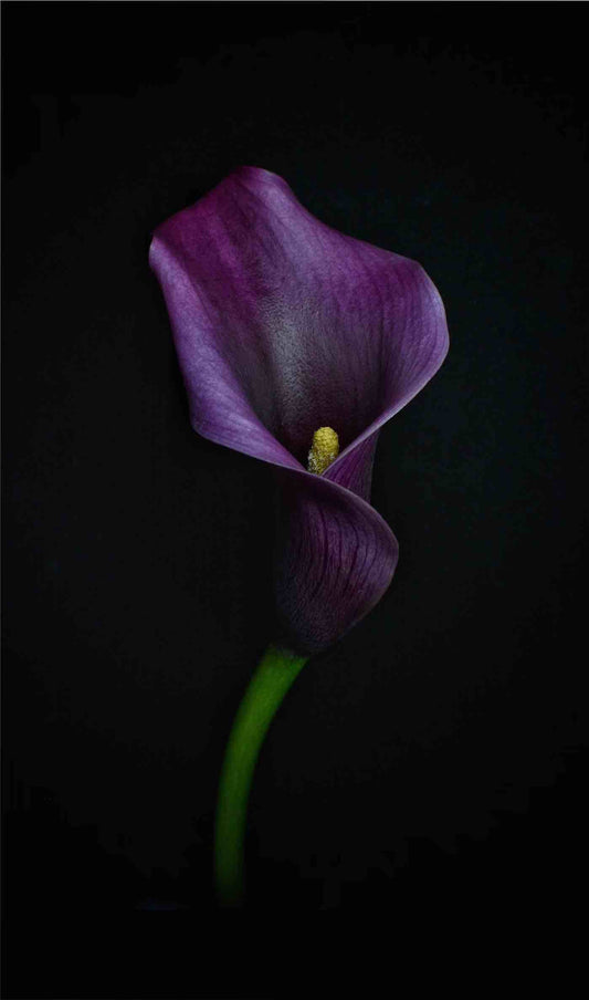 Calla Lily Print - A3 11.7 x 16.5