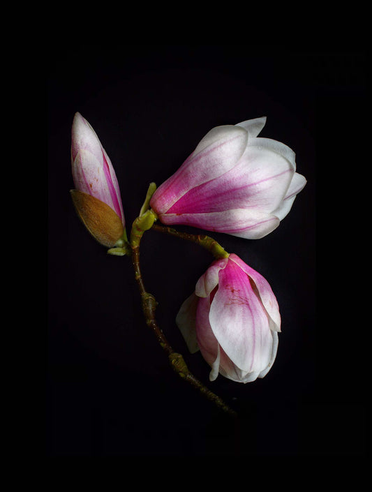 Magnolia Blossom Print - A4 8.3 X 11.7
