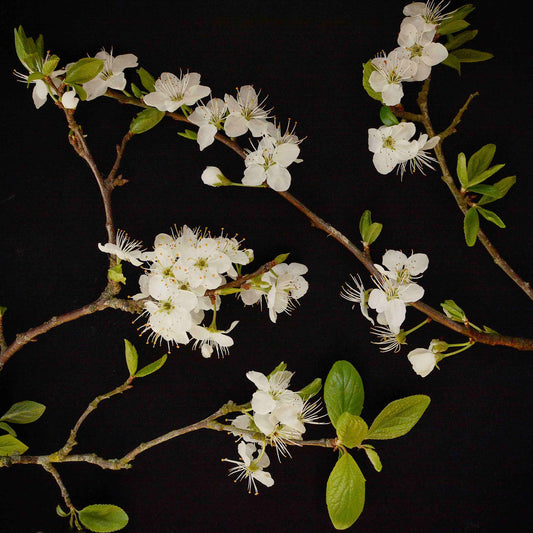 Sloe Blossom Print - square 300mm x 300mm