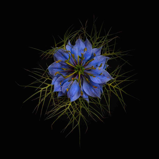 Love-in-a-Mist Print - square 300mm x 300mm
