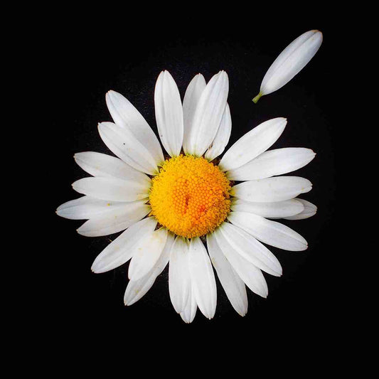 Daisy Love Print - square 300mm x 300mm