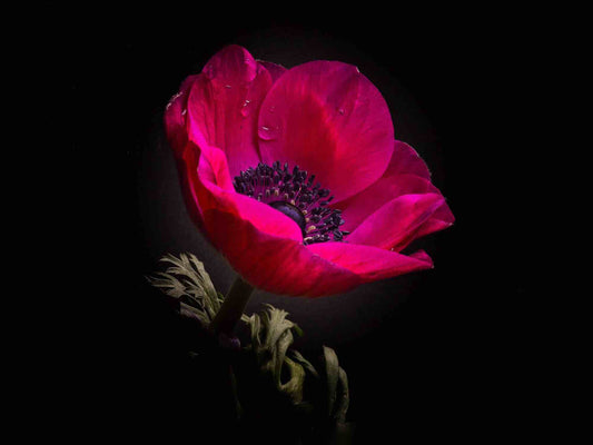 Pink Anemone Print A4 8.3 x 11.7 inches
