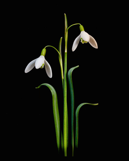 Snowdrop - A3 11.7 x 16.5 inches